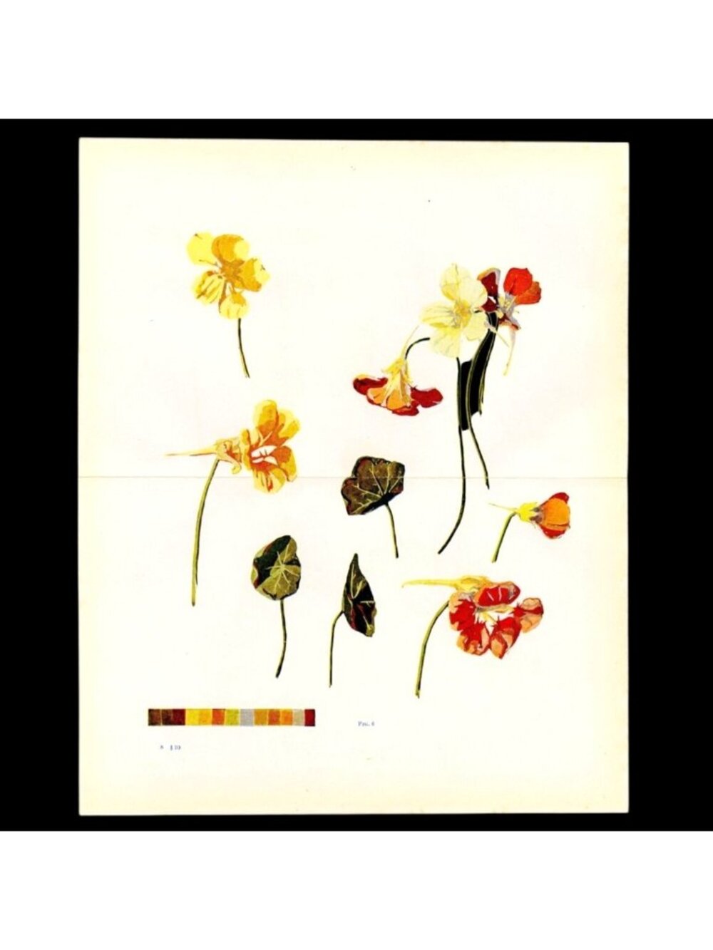 1905 Nasturtium Study Lithograph Plate - Art Instruction Book Print, Antique